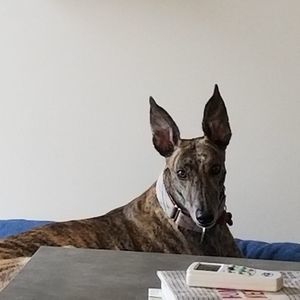 Meet your Posher, Theresa